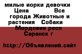 милые иорки девочки › Цена ­ 15 000 - Все города Животные и растения » Собаки   . Мордовия респ.,Саранск г.